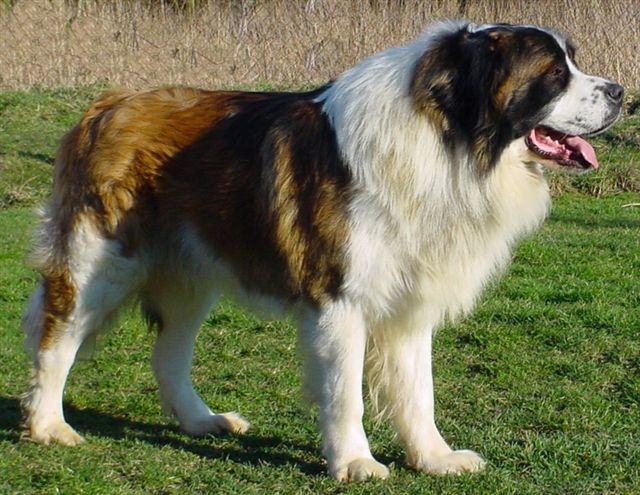 7 знаменитых пород собак, выведенных в России