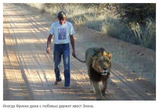 11-летняя дружба между львом и человеком, который его спас