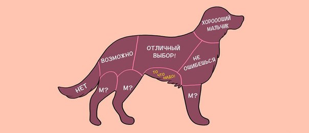 Минималистичная инфографика о том, как правильно гладить животных.