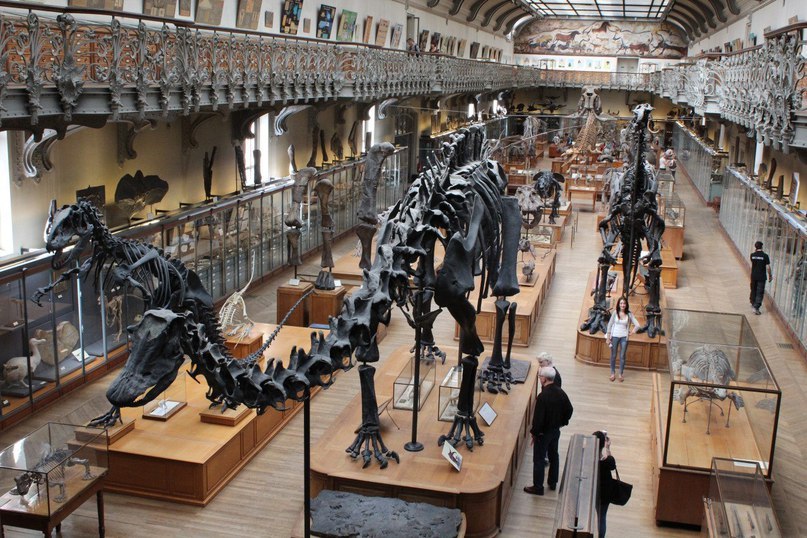 Музей палеонтологии в Париже