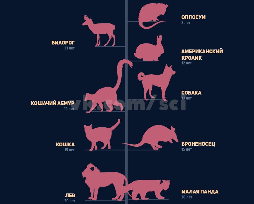 Продолжительность жизни животных