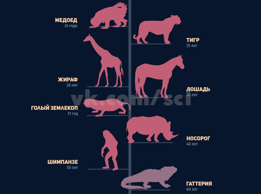 Продолжительность жизни животных