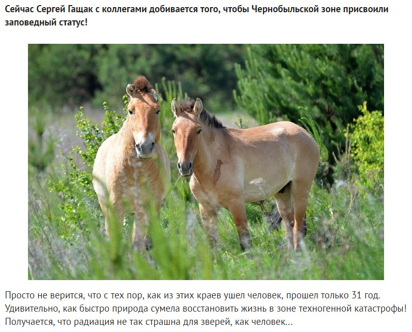 Фотоловушки возле Чернобыля. Камера зафиксировала невероятное!