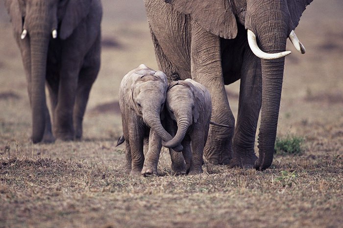10 фотографий маленьких слонят, на которые невозможно смотреть без улыбки