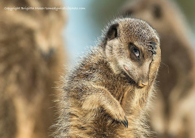 Смешные фотографий с конкурса Comedy Wildlife Photography Awards