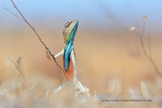 Смешные фотографий с конкурса Comedy Wildlife Photography Awards