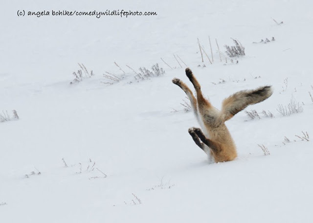 Смешные фотографий с конкурса Comedy Wildlife Photography Awards