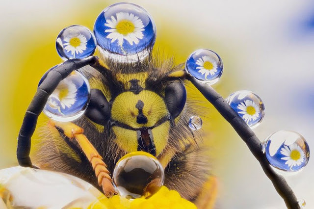 Смешные фотографий с конкурса Comedy Wildlife Photography Awards