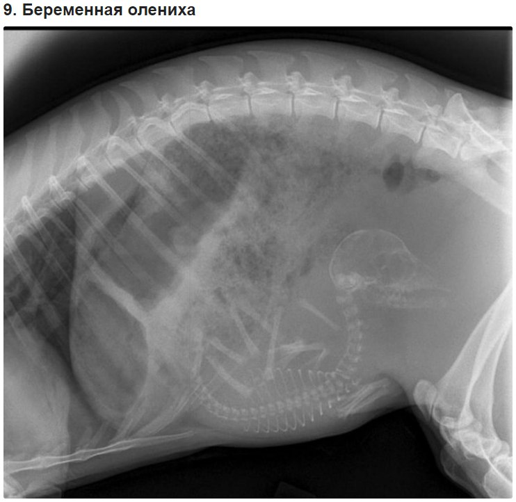 10 удивительных рентгеновских снимков беременных животных