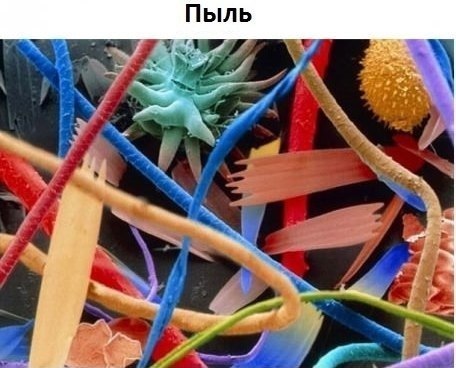 Немного интересного под микроскопом