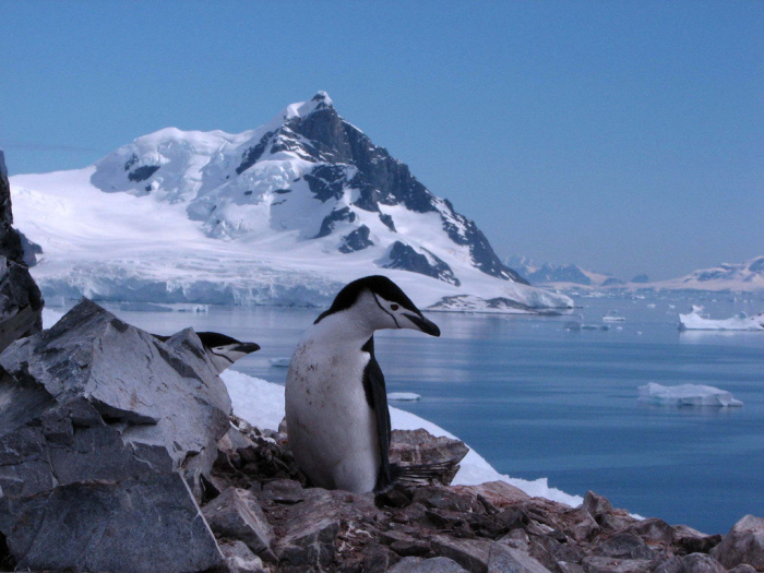 20 занимательных фактов об Антарктике - самом «зимнем» континенте нашей планеты